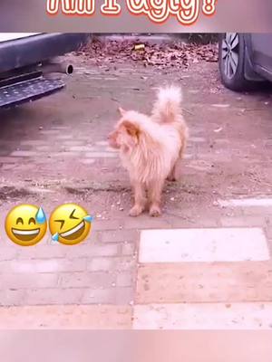 A post by @petikaka on TikTok caption: Ugly but cute 🥺 #funnypet #pet #PetsOfTikTok #lol #OhNo #funnydog