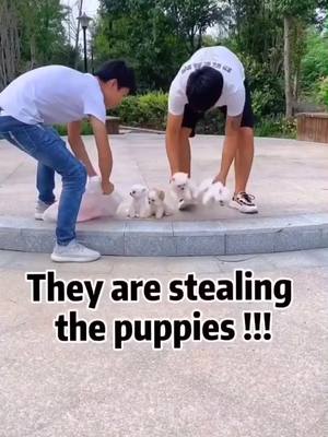 A post by @petdreamlist on TikTok caption: Are you kidding me bro?🤣🤣🤣🤣😂😂😂#puppy ##doglife #foryoupage #foryou #funny