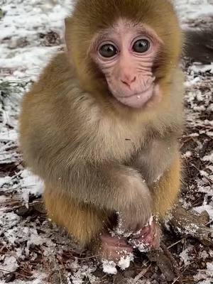 A post by @jammonkey on TikTok caption: #monkey #foryou #WinterFashion