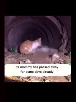 A post by @yyyyyyyyy666667 on TikTok caption: #duet with @animals_caring #pets #foryou #animals #Love #cats #helpanimals #tiktok