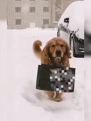 A post by @dog.lover000 on TikTok caption: If u agree that dogs are smart,like the video❤️#WinterFashion #dog #fyp #foryou #doglover #pet #dogperson #viral