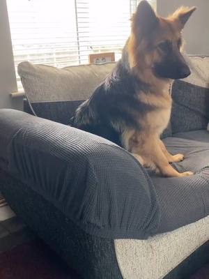 A post by @doggieplay4 on TikTok caption: Tokyo#doggieplay4 #bigdogs #dancingdogs #dogs #dog#germanshepherd