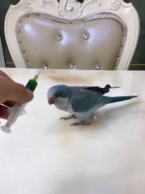 A post by @yinwu19 on TikTok caption: #weirdpets #🦜 #injection #fyp #viral_video