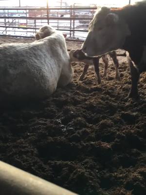 A post by @somebovines on TikTok caption: Who’s your Daddy #daddy #bull #calf #farming #grasspuppy #cattle #cowcontent #foryou #fyp