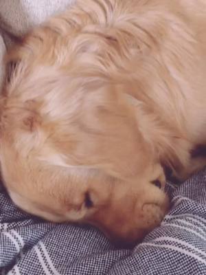 A post by @landothebrave on TikTok caption: Stop wif da boops while I’m doin’ a snoozle hooman #boop #sleepy #dogsoftiktok #goldenretriever