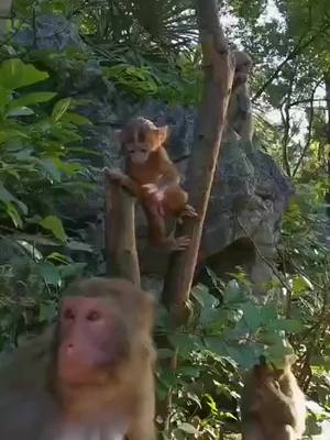 A post by @wlipp on TikTok caption: #monkeyboy