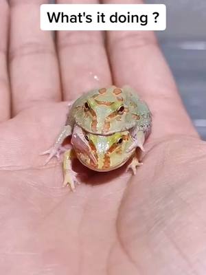 A post by @crystalloveyou0 on TikTok caption: 🧐what is it doing ?#foryou #frog #animals