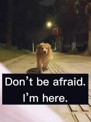 A post by @beau769 on TikTok caption: #dog #pet #goldenretriever #jimmy #HomeImprovement #SeaShanty #fyp