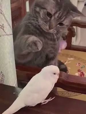 A post by @bhill6611 on TikTok caption: New friend #foryou #pet #cat #bird