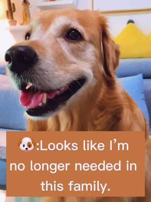 A post by @beau769 on TikTok caption: #dog #pet #SeaShanty #HomeImprovement #goldenretriever #jimmy #fyp