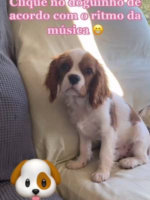 A post by @cavalierkingcookie on TikTok caption: Quer ser meu aumigo? 🥺 #foryoupage #fyp #foryou #cachorro #caes #animais #dogs #fofo #cavalier  #portugal #brasil