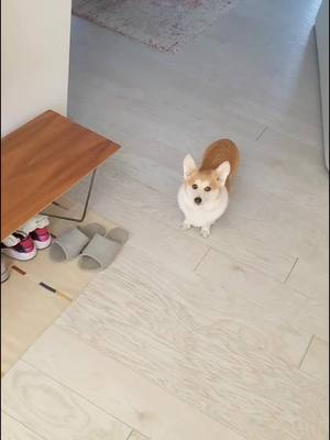 A post by @sneakersthecorgi on TikTok caption: i'm just a potato passing through your for you feed asking you to love me 🥺 #toopure #inlove #cozyathome #corgi #weirdpets