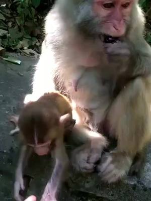 A post by @wlipp on TikTok caption: #monkey #monkeyboy