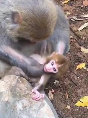 A post by @wlipp on TikTok caption: #monkeybaby