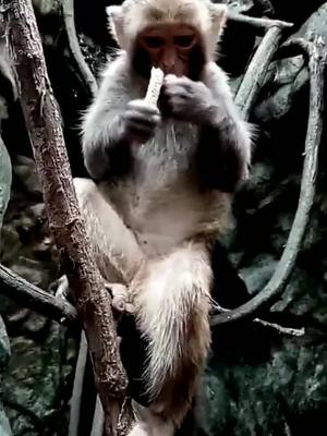 A post by @wlipp on TikTok caption: #monkey