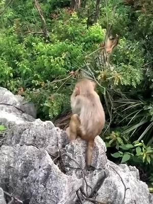 A post by @wlipp on TikTok caption: #monkey