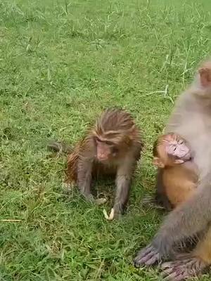 A post by @wlipp on TikTok caption: #monkey