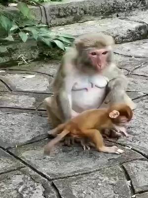 A post by @wlipp on TikTok caption: #monkeybaby #monkey