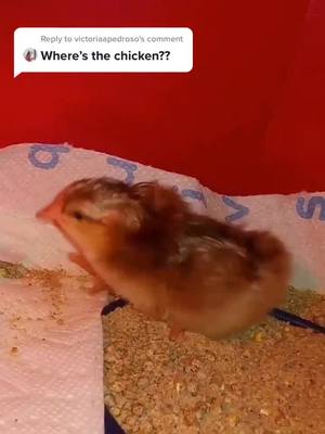 A post by @crystalloveyou0 on TikTok caption: Reply to @victoriaapedroso Here the chick is 🥰.   I also want to hatch a duck 🦆. #chicken #chicks #incubation #foryou