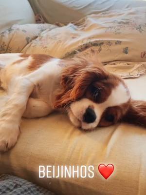 A post by @cavalierkingcookie on TikTok caption: Te amo🥺 #fyp #foryou #foryoupage #cachorro #caes #animais #dogs #fofo #cavalier #portugal #brasil #pet #viral