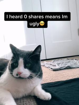 A post by @marleythetiktokcat on TikTok caption: Is that true?🥺#catsoftiktok