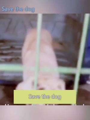 A post by @hipetsi on TikTok caption: A hurt and poor abandoned dog was locked in a cage.#dog #savedogs #straydog #thrownout #abandoned #foryou