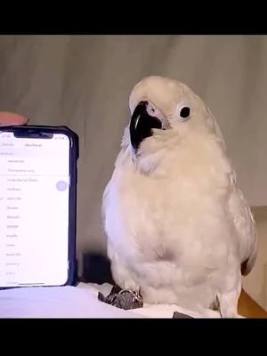 A post by @yinwu19 on TikTok caption: Come on music #weirdpets #🦜 #fyp #viral_video