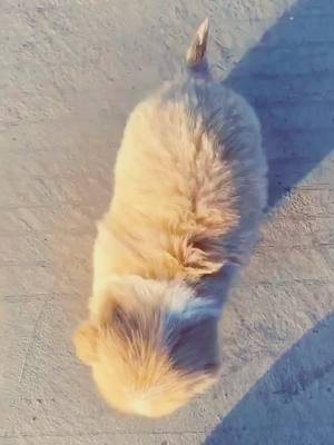 A post by @honeystory1 on TikTok caption: #CapCut #Love #dog #❤️ #❤️❤️❤️