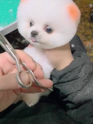 A post by @lovelypuppy01 on TikTok caption: Don't touch my hair. #doglife #musica #cuppuppy #cute #foryou