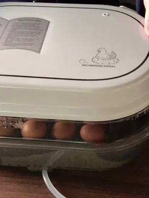 A post by @bhill6611 on TikTok caption: Can U see the embryo?#foryou #pet #chicken #eggs #chick