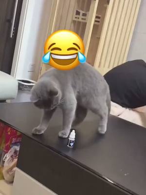 A post by @jojobean588 on TikTok caption: 🐱😺😺😺👍👍🤪🤪#funny #cat #pet #foryoupage #tiktok