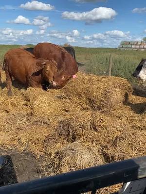 A post by @somebovines on TikTok caption: I’ve trained them well, doing all the hard work for me! #cattle #farming #bedding #grasspuppy #foryou #fyp