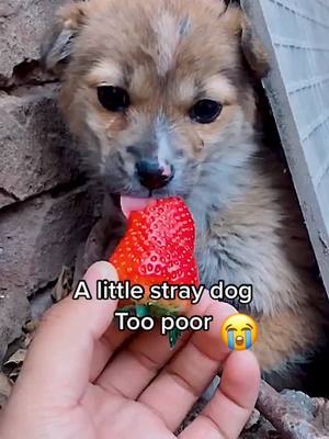 A post by @chloe6266 on TikTok caption: Should I keep it #dog #sad #poor