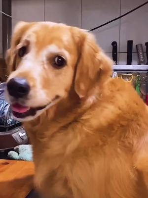 A post by @beau769 on TikTok caption: #dog #jimmy #fyp #pet #goldenretriever #doggie