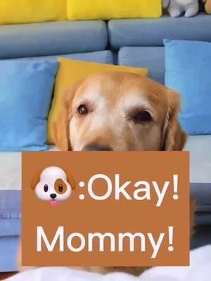 A post by @beau769 on TikTok caption: #dog #jimmy #fyp #pet #goldenretriever #doggie