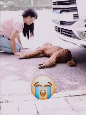 A post by @alang1228 on TikTok caption: Grateful dogs sacrifice themselves to save lives#dog #pet #petlover #fyp #fouyou