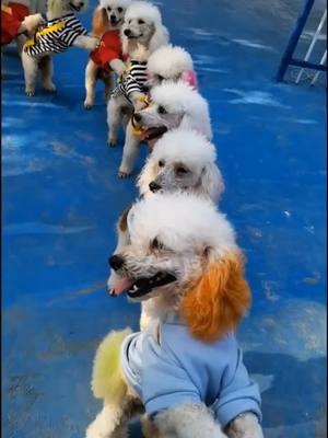 A post by @sisi0679 on TikTok caption: They’re all lined up#Wee #WeirdPets #fyp