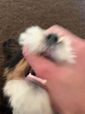 A post by @connorgilcrest on TikTok caption: This teething phase is ridiculous #fyp #puppies