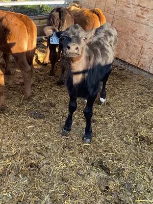 A post by @somebovines on TikTok caption: Ouh Fancy #holestein #bottlecalf #calf #cattle #grasspuppy #farming #agriculture #foryou #fyp