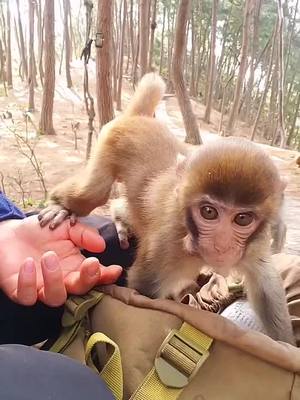 A post by @jammonkey on TikTok caption: #monkey #littlemonkey #foryou