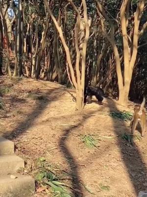 A post by @honeystory1 on TikTok caption: #CapCut #Love #dog #monkey #animal #❤️❤️