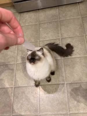 A post by @british_shorthairs on TikTok caption: He want fish #purebred #ragdoll #cats