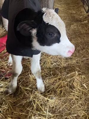 A post by @austinjdfarmlife on TikTok caption: Rocking the new jackets #farmlife #americasdairyland #holstein