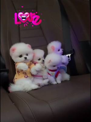 A post by @lovelypuppy01 on TikTok caption: #doglife #musica #cuppuppy #cute #foryou #fy #puppytiktok