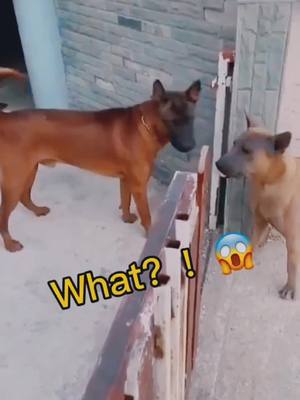 A post by @alang1228 on TikTok caption: They are quarrelling so much,why don’t they fight?😂🤣#dog #pet #petlover #fyp #fouyou