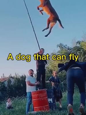 A post by @alang1228 on TikTok caption: Have you ever seen a dog that can fly#dog #pet #petlover #fyp #fouyou