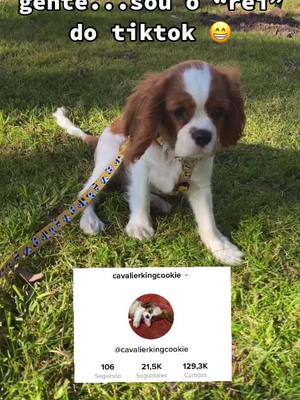 A post by @cavalierkingcookie on TikTok caption: 🤡🐾...#fyp #foryou #foryoupage #cachorro #caes #animais #pet #viral #fofo #cavalier #portugal #brasil