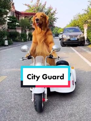 A post by @pet.dictionary on TikTok caption: City Guard 👮‍♀️ #dog #dogoftiktok #dogstory #animal #pet #foryou #fyp #positive