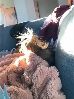 A post by @petxxyy on TikTok caption: Beautiful morning, my hair is so amazing,right? #fyp #dogg