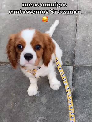 A post by @cavalierkingcookie on TikTok caption: Quem quer entrar na parte 2?🥰 #fyp #foryou #foryoupage #cachorro #caes #animais #pet #viral #fofo #cavalier #portugal #brasil